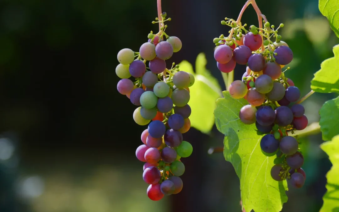 Les cépages les mieux classés au monde et leurs spécificités
